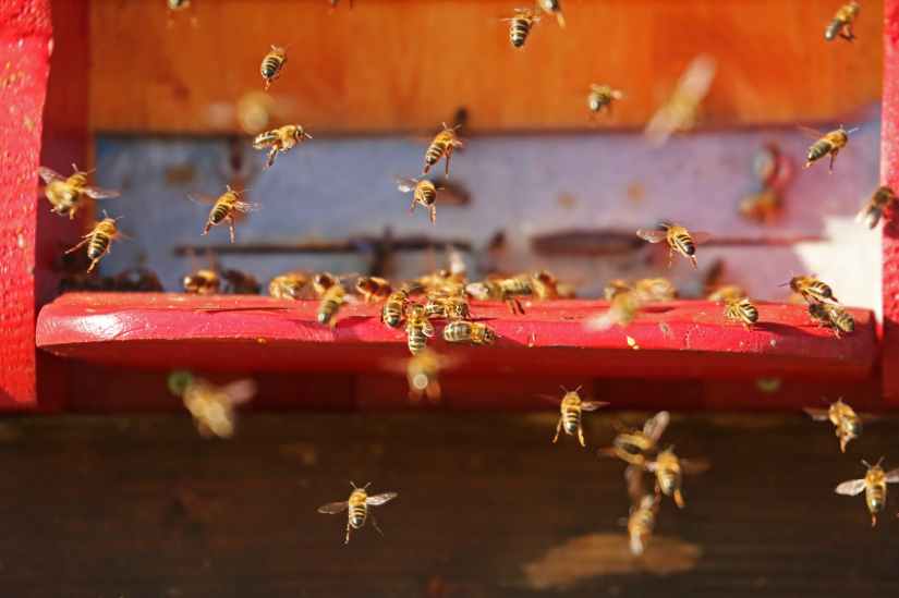 nature-insect-bee-hive-bees-40063.jpeg